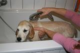 BAIN - GOLDEN RETRIEVER 065
